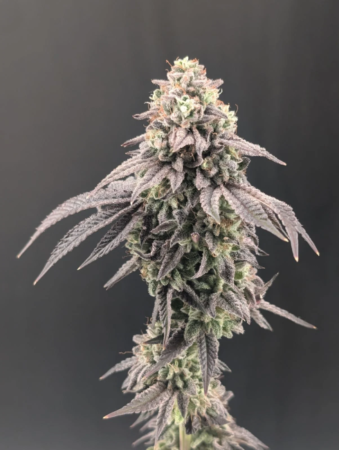 Garlic Mint Sherbet Fem Samen — Fast Buds Samen Sammlerobjekt