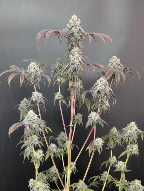 Garlic Mint Sherbet Fem Samen — Fast Buds Samen Sammlerobjekt — Ansicht 3