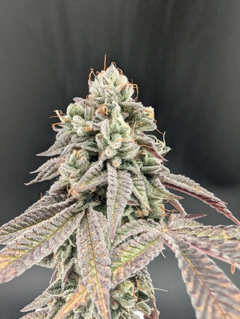 Garlic Mint Sherbet Fem Samen — Fast Buds Samen Sammlerobjekt — Ansicht 4
