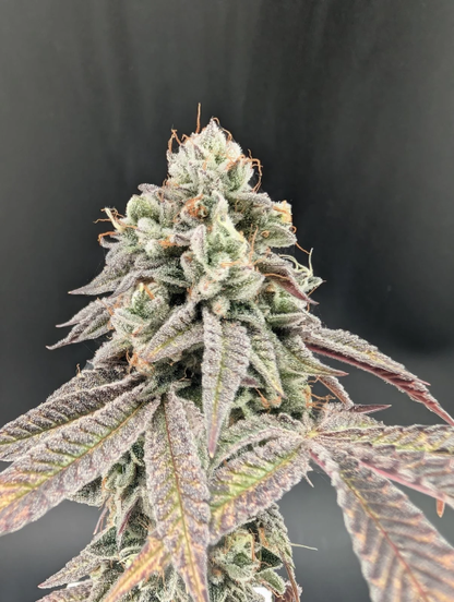 Garlic Mint Sherbet Fem Samen — Fast Buds Samen Sammlerobjekt — Ansicht 4