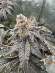 Gary Sherbet Fem Samen — Fast Buds Samen Sammlerobjekt