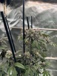 Gary Sherbet Fem Samen — Fast Buds Samen Sammlerobjekt — Ansicht 2