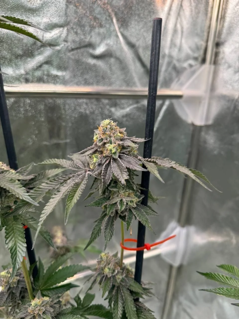 Gary Sherbet Fem Samen — Fast Buds Samen Sammlerobjekt — Ansicht 3