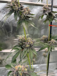 Gary Sherbet Fem Samen — Fast Buds Samen Sammlerobjekt — Ansicht 4