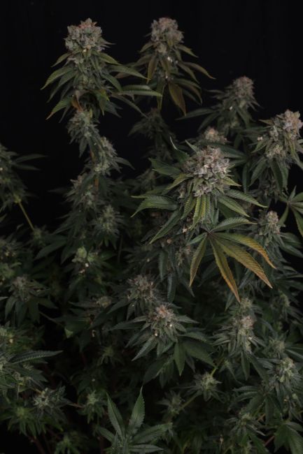 GG4 Fem Samen — Fast Buds Samen Sammlerobjekt — Ansicht 2