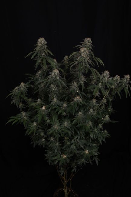 GG4 Fem Samen — Fast Buds Samen Sammlerobjekt — Ansicht 3