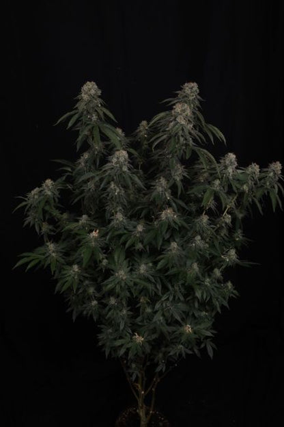 GG4 Fem Samen — Fast Buds Samen Sammlerobjekt — Ansicht 3