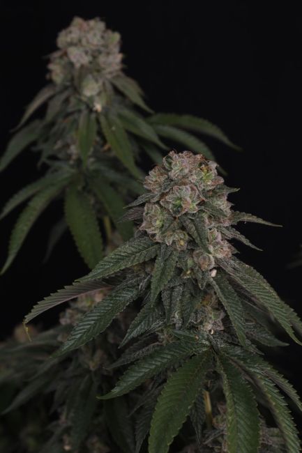 GG4 Fem Samen — Fast Buds Samen Sammlerobjekt — Ansicht 4