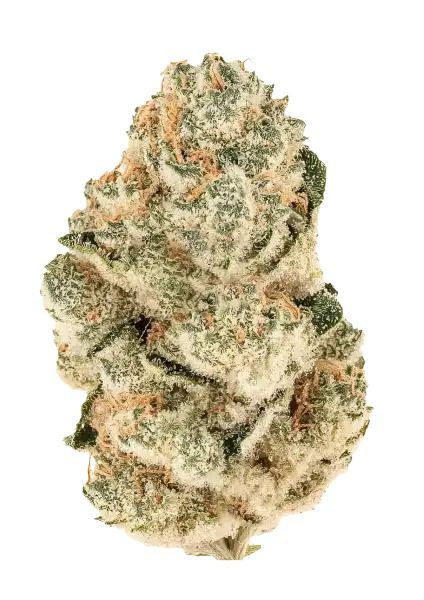 Gorilla Melon Fem Samen — Fast Buds Samen Sammlerobjekt — Ansicht 2