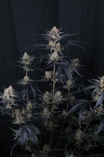 Guava Runtz Auto Samen — Fast Buds Samen Sammlerobjekt