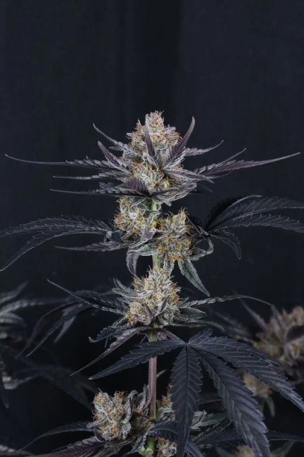 Guava Runtz Auto Samen — Fast Buds Samen Sammlerobjekt — Ansicht 2