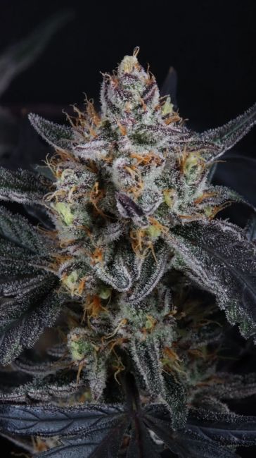 Guava Runtz Auto Samen — Fast Buds Samen Sammlerobjekt — Ansicht 3