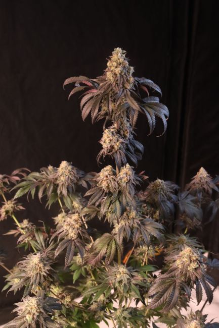 Papayaton Fem Samen — Fast Buds Samen Sammlerobjekt