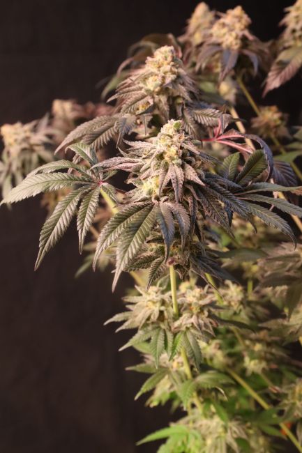 Papayaton Fem Samen — Fast Buds Samen Sammlerobjekt — Ansicht 2