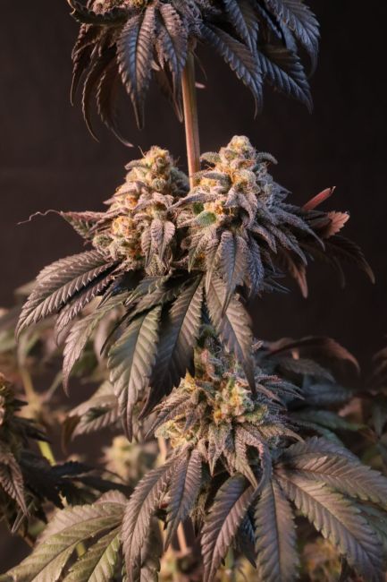 Papayaton Fem Samen — Fast Buds Samen Sammlerobjekt — Ansicht 3