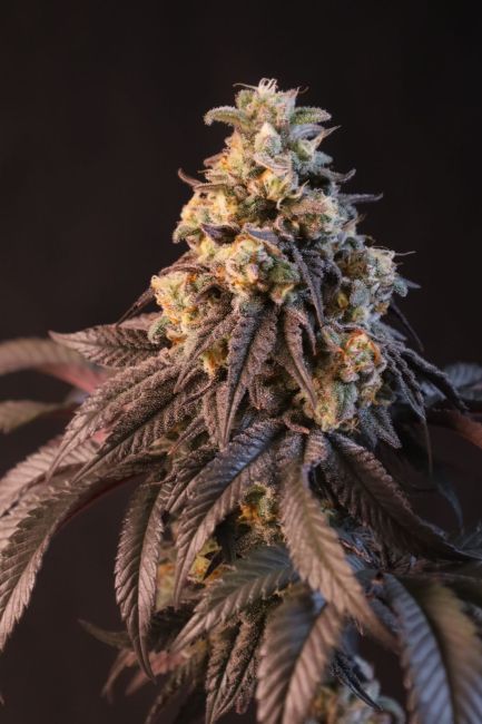 Papayaton Fem Samen — Fast Buds Samen Sammlerobjekt — Ansicht 4
