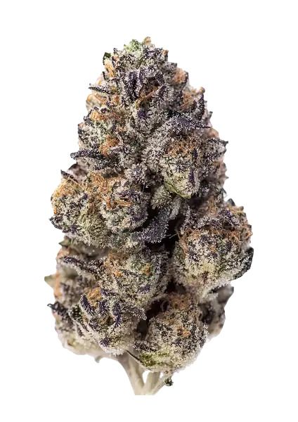 Papaya Sherbet Fem Samen — Fast Buds Samen Sammlerobjekt — Ansicht 2