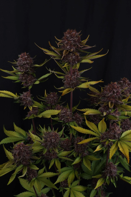 Purple Lemonade RF3 Auto Samen — Fast Buds Samen Sammlerobjekt