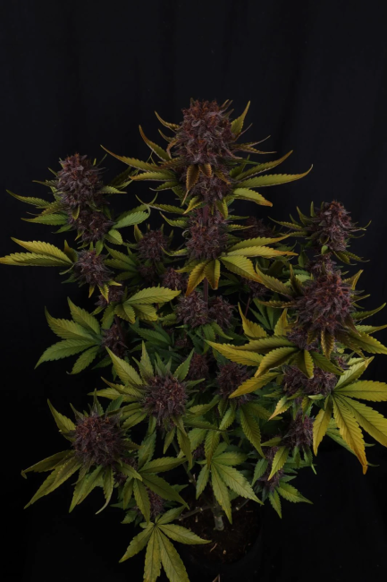 Purple Lemonade RF3 Auto Samen — Fast Buds Samen Sammlerobjekt — Ansicht 2