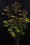 Purple Lemonade RF3 Auto Samen — Fast Buds Samen Sammlerobjekt — Ansicht 3