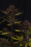 Purple Lemonade RF3 Auto Samen — Fast Buds Samen Sammlerobjekt — Ansicht 4