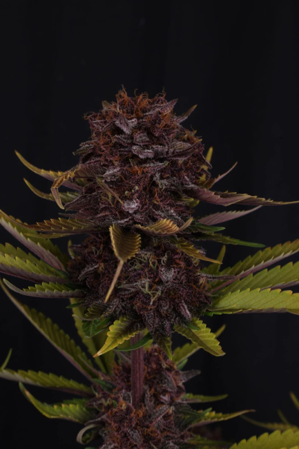 Purple Lemonade RF3 Auto Samen — Fast Buds Samen Sammlerobjekt — Ansicht 5