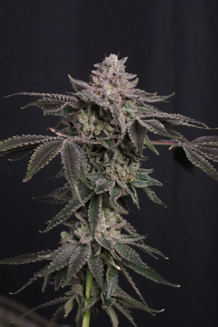 Z42 Ltd Edition Fem Samen — Fast Buds Samen Sammlerobjekt