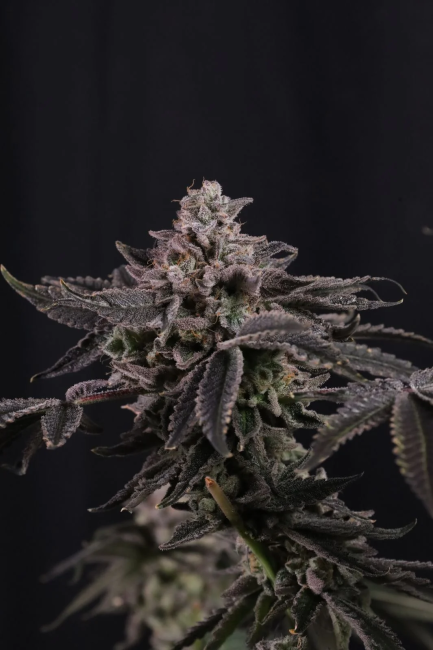 Z42 Ltd Edition Fem Samen — Fast Buds Samen Sammlerobjekt — Ansicht 2