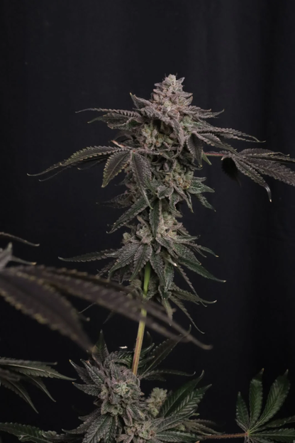 Z42 Ltd Edition Fem Samen — Fast Buds Samen Sammlerobjekt — Ansicht 3