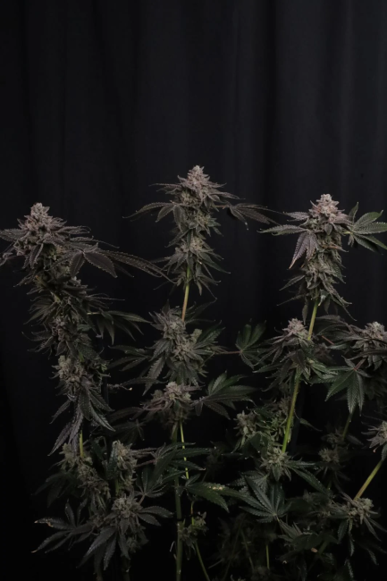 Z42 Ltd Edition Fem Samen — Fast Buds Samen Sammlerobjekt — Ansicht 4