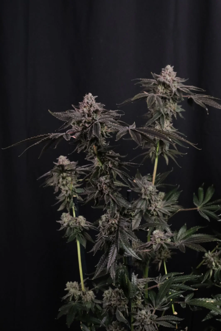 Z42 Ltd Edition Fem Samen — Fast Buds Samen Sammlerobjekt — Ansicht 5