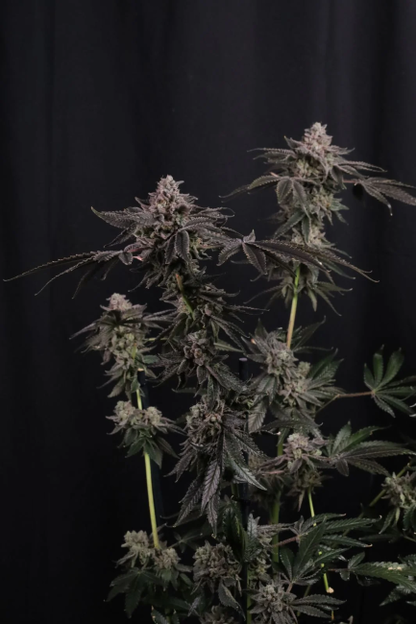 Z42 Ltd Edition Fem Samen — Fast Buds Samen Sammlerobjekt — Ansicht 5