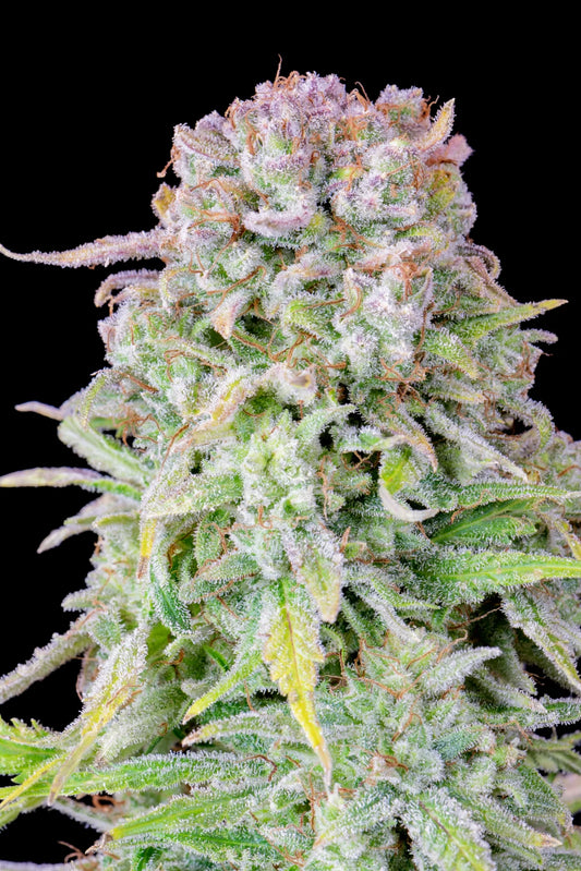 Original Afghan Kush Auto Feminised Seeds – Fast Buds | Highdelberg Seeds