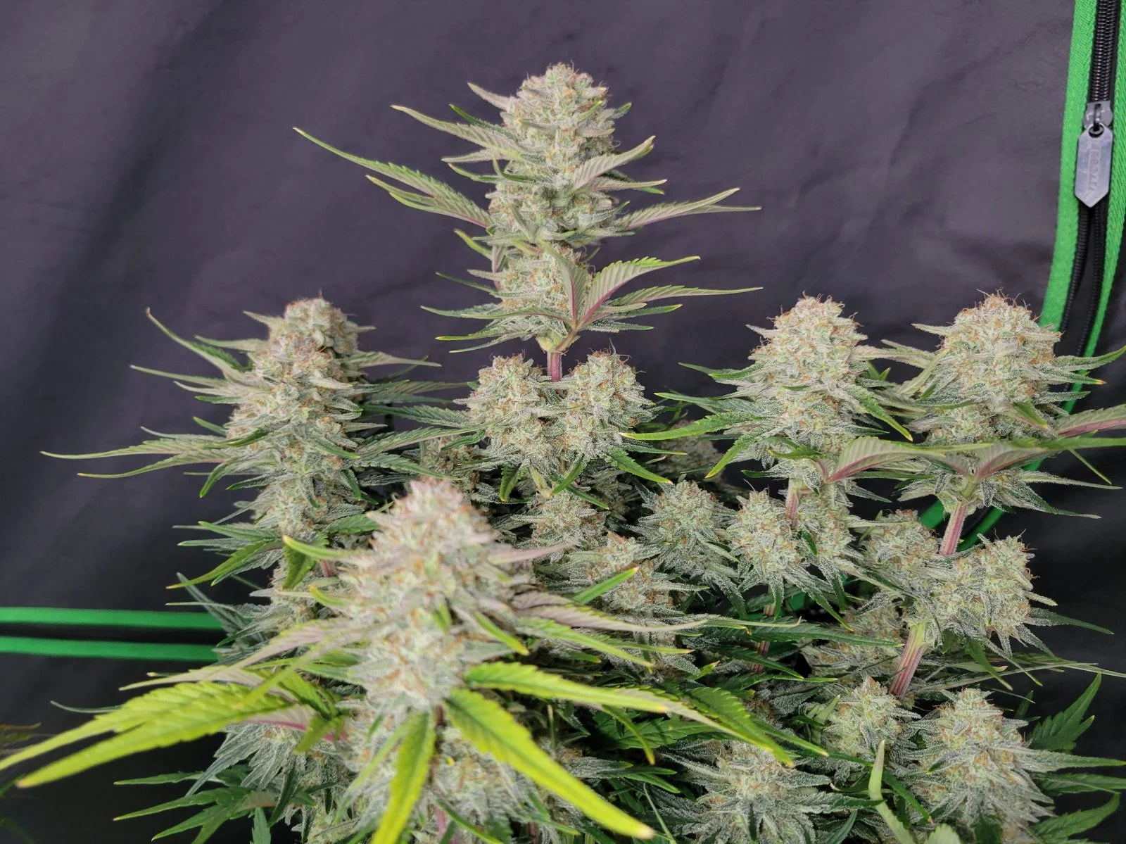 Apricot Auto Feminised Seeds – Fast Buds | Highdelberg Seeds
