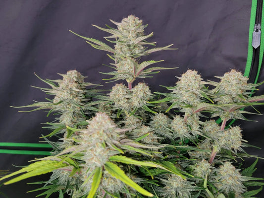 Apricot Auto Feminised Seeds – Fast Buds | Highdelberg Seeds