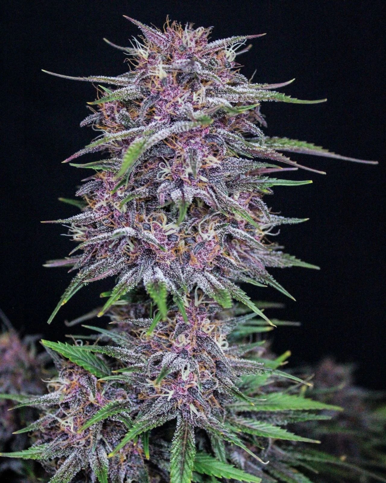 Banana Purple Punch Auto Feminised Seeds – Fast Buds | Highdelberg Seeds 