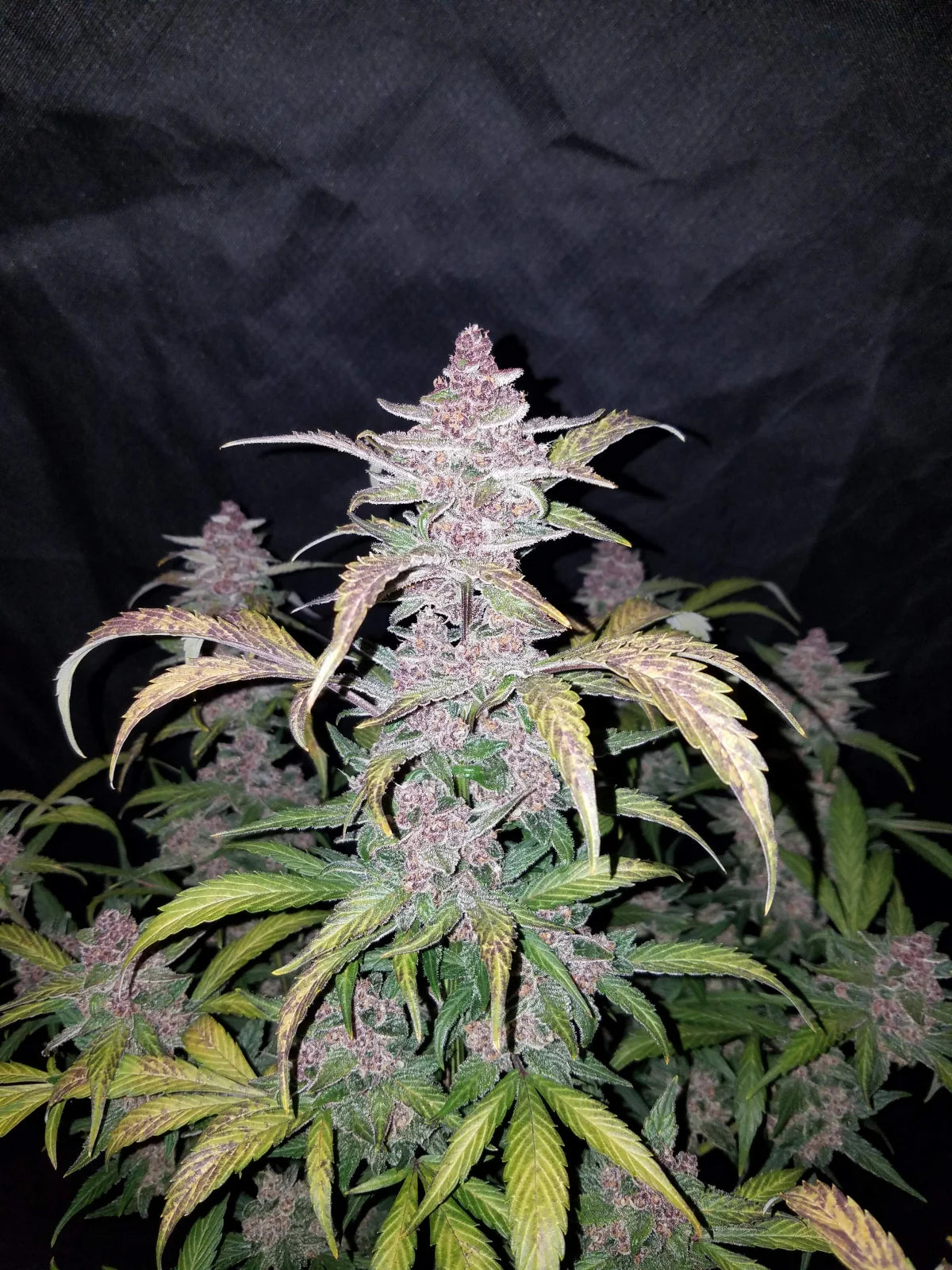 Blackberry Auto Feminised Seeds – Fast Buds | Highdelberg Seeds