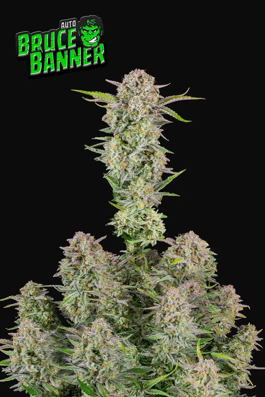 Bruce Banner Auto Feminised Seeds – Fast Buds | Highdelberg Seeds