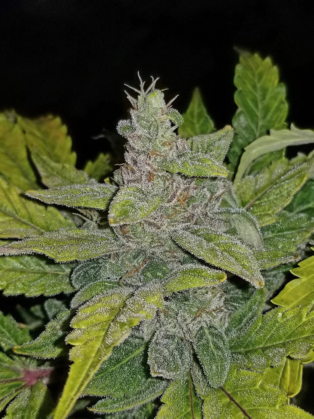 CBD Crack Auto Feminised Seeds – Fast Buds | Highdelberg Seeds