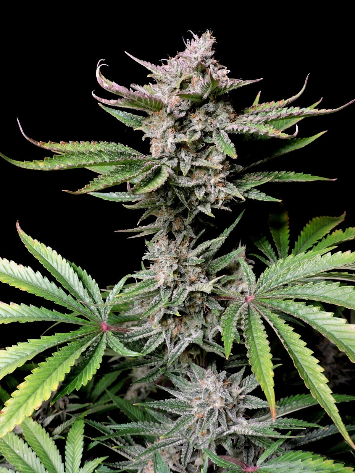 Cherry Cola Auto Feminised Seeds – Fast Buds | Highdelberg Seeds