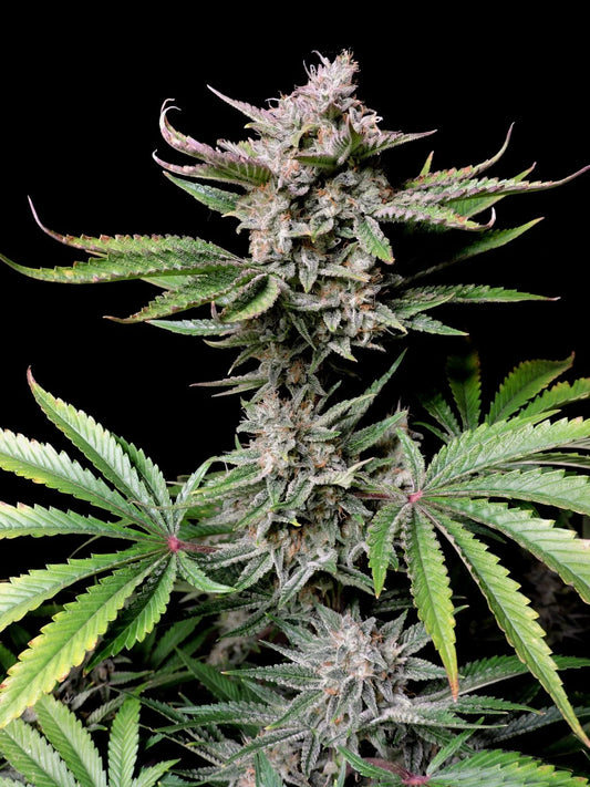 Cherry Cola Auto Feminised Seeds – Fast Buds | Highdelberg Seeds