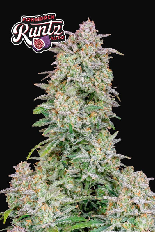 Forbidden Runtz Auto Feminised Seeds – Fast Buds | Highdelberg Seeds