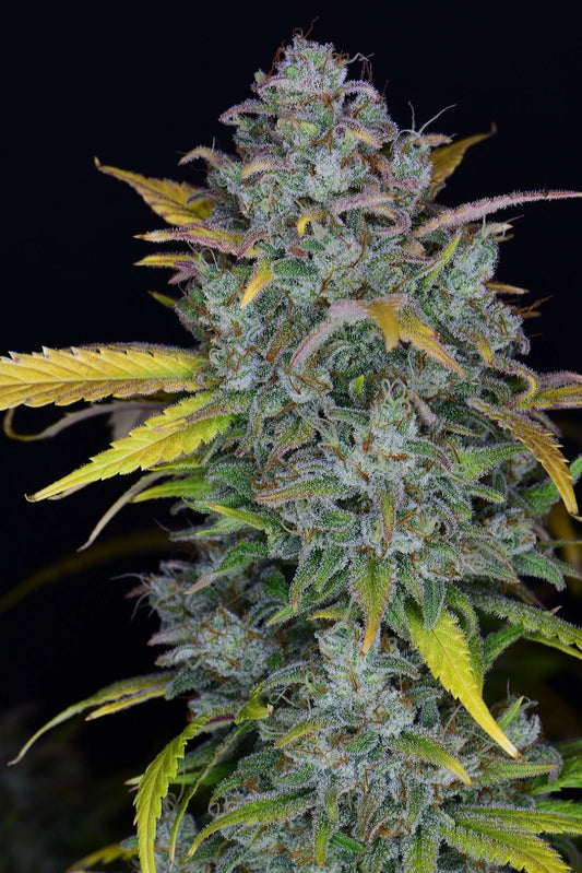 Gelato Auto Feminised Seeds – Fast Buds | Highdelberg Seeds