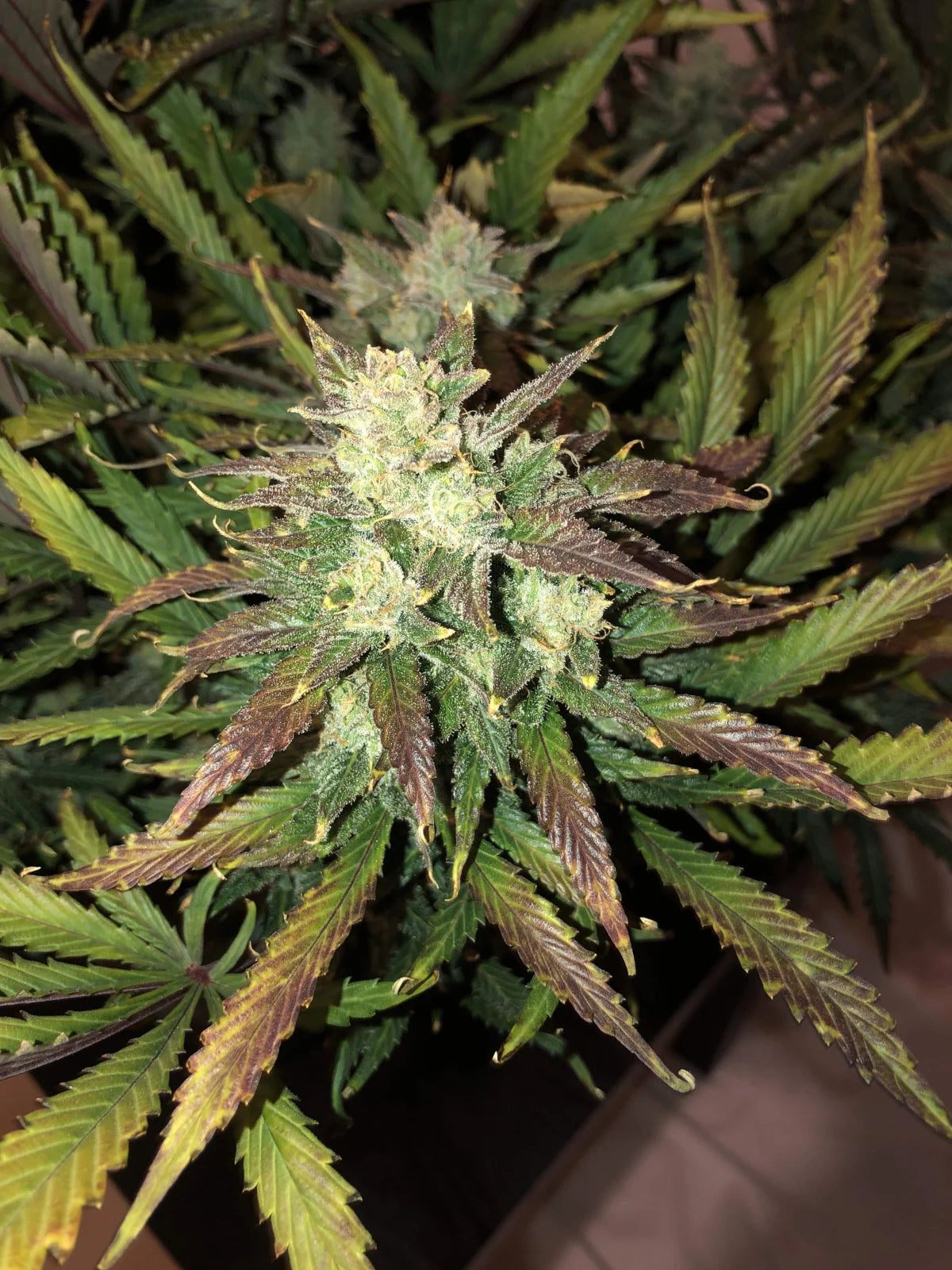 Gorilla Auto Feminised Seeds – Fast Buds | Highdelberg Seeds