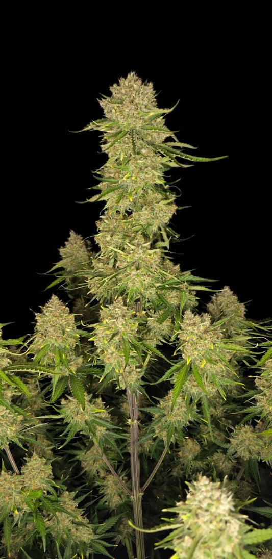 Guava Auto Feminised Seeds – Fast Buds | Highdelberg Seeds