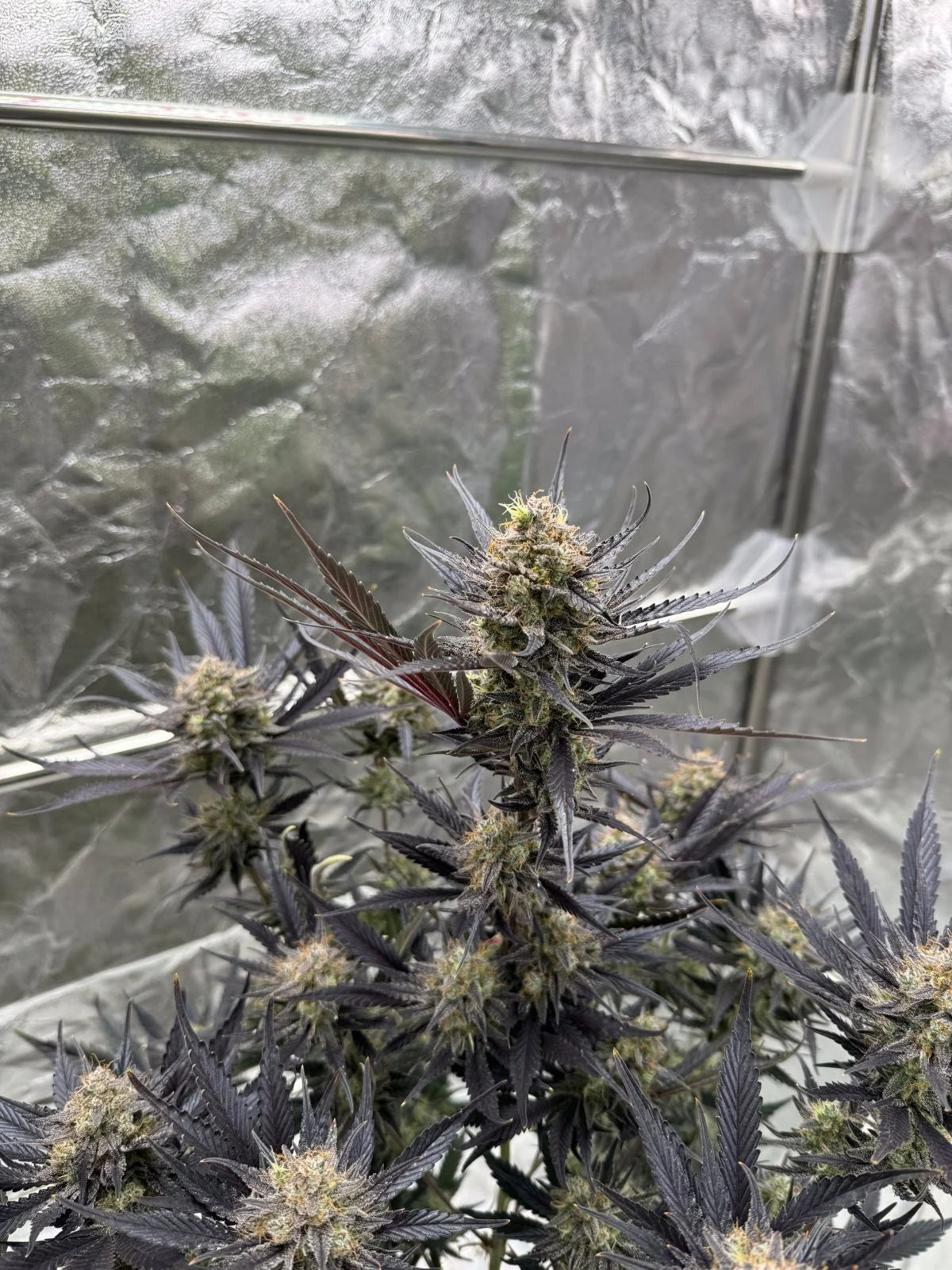 Guava RF3 Auto Feminised Seeds – Fast Buds | Highdelberg Seeds