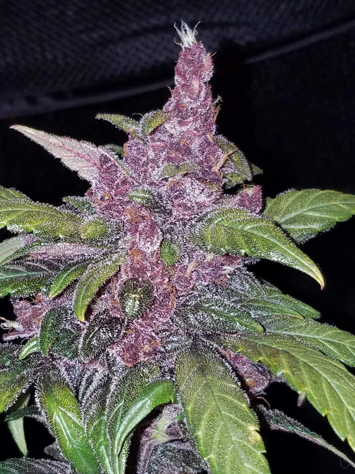 LSD-25 Auto Feminised Seeds – Fast Buds | Highdelberg Seeds