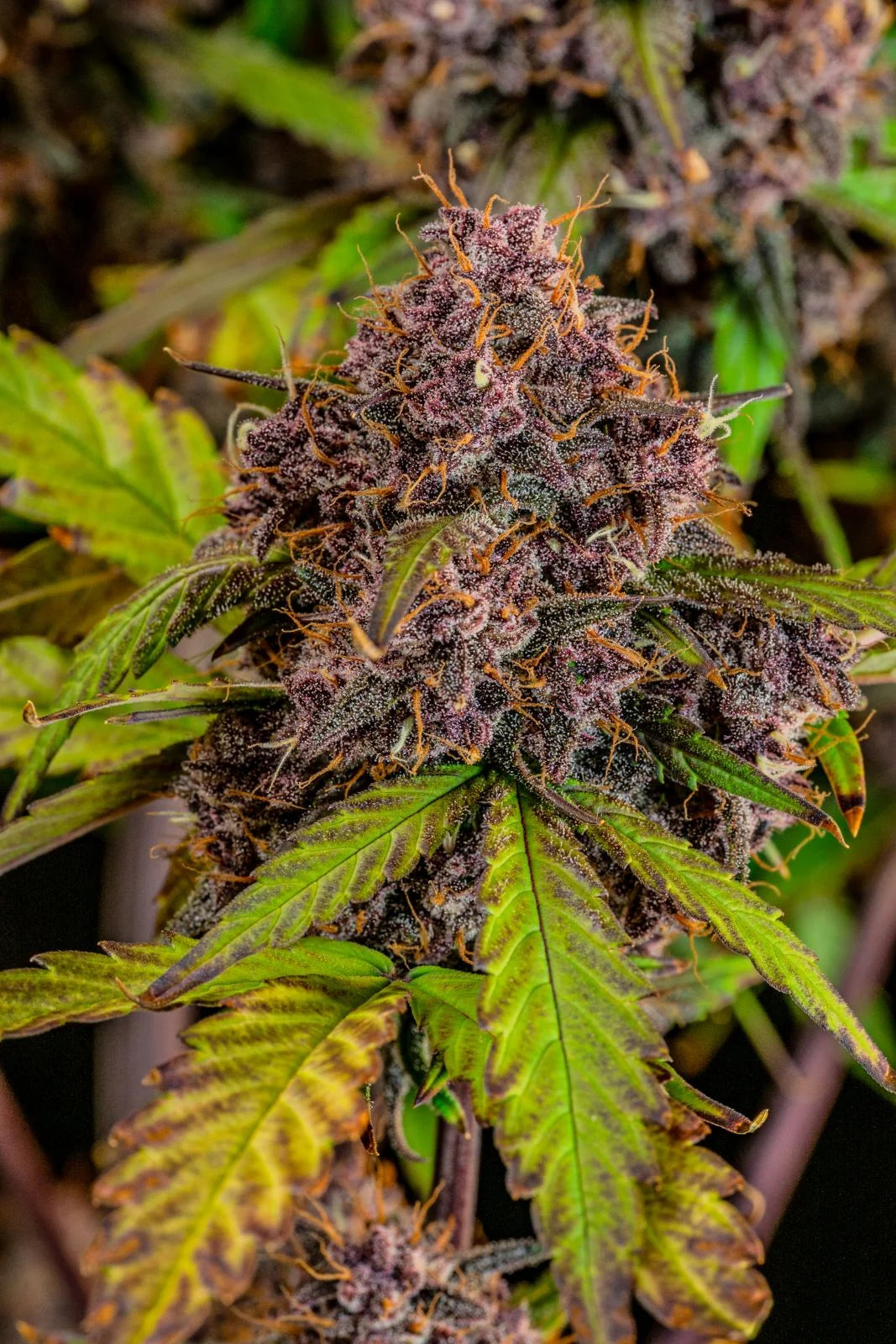 Lemon Cherry Cookies Auto Feminised Seeds – Fast Buds | Highdelberg Seeds