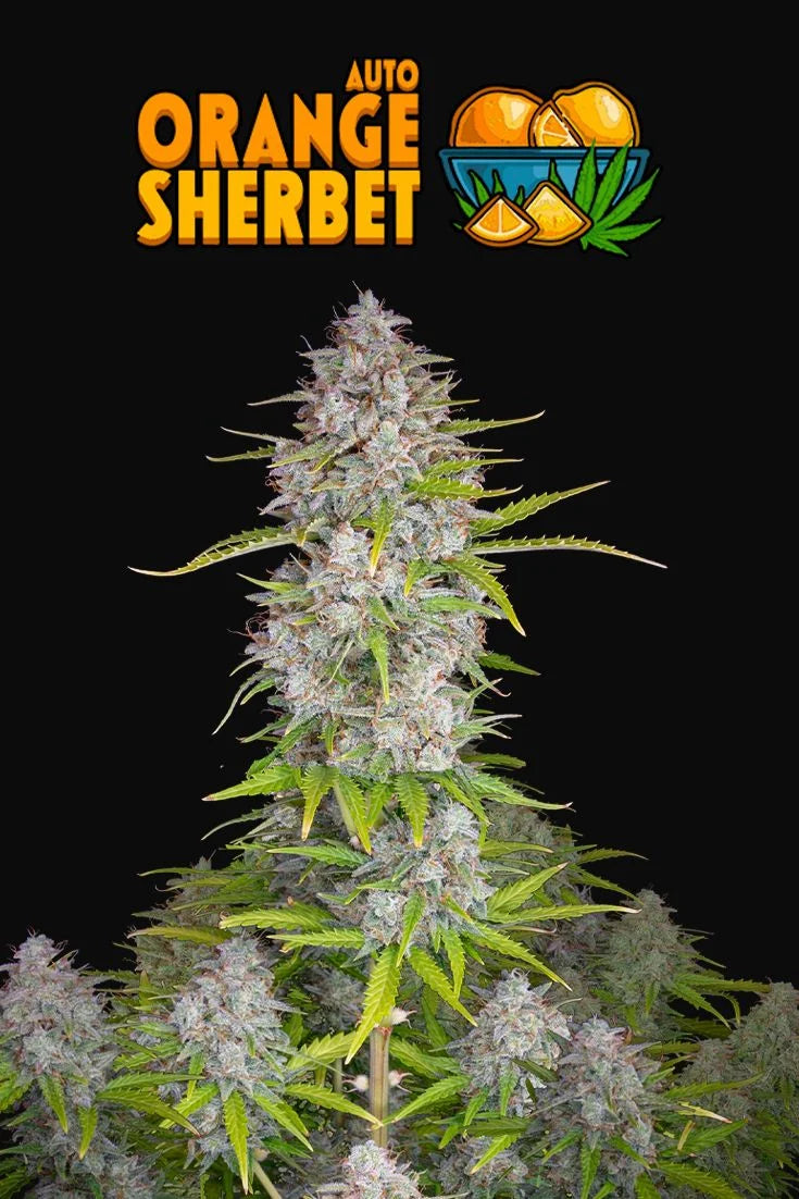 Orange Sherbet Auto Feminised Seeds – Fast Buds | Highdelberg Seeds