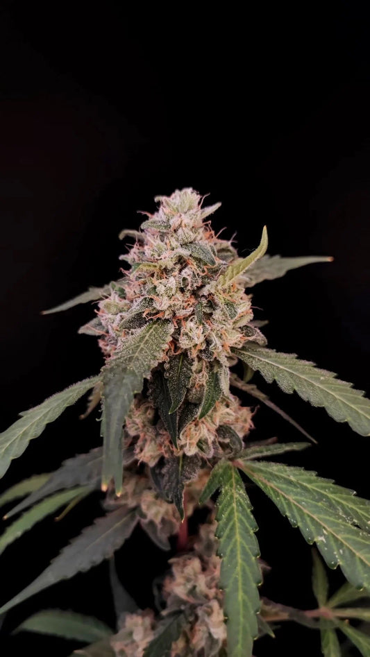 Original Auto AK Feminised Seeds – Fast Buds | Highdelberg Seeds